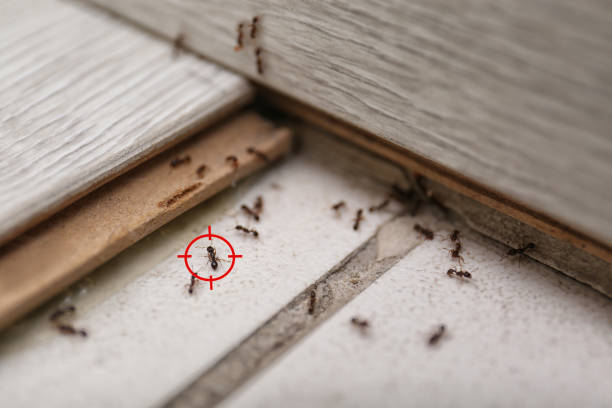 Best Exterminator Services  in Greene, IA