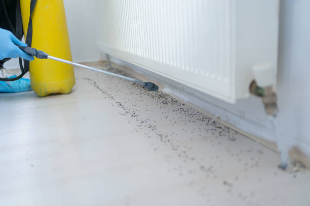 Best Pest Prevention Services  in Greene, IA